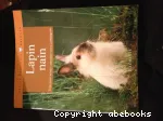 Lapin nain