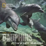 Face aux dauphins